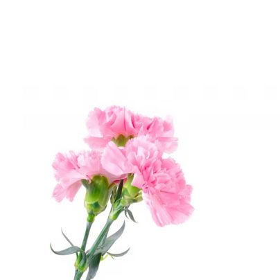 Carnation-flower-buy-online